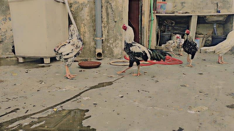 Mianwali Aseel Murga and Hens For Sale 0