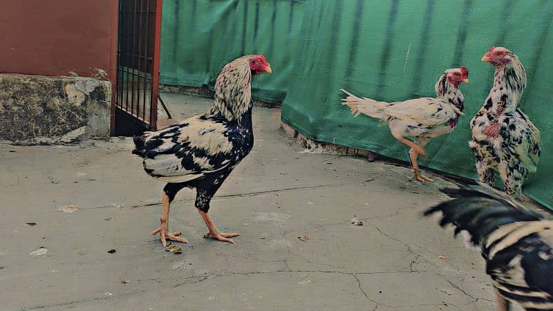 Mianwali Aseel Murga and Hens For Sale 1