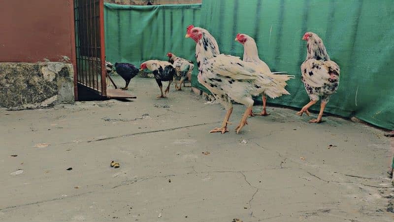 Mianwali Aseel Murga and Hens For Sale 2