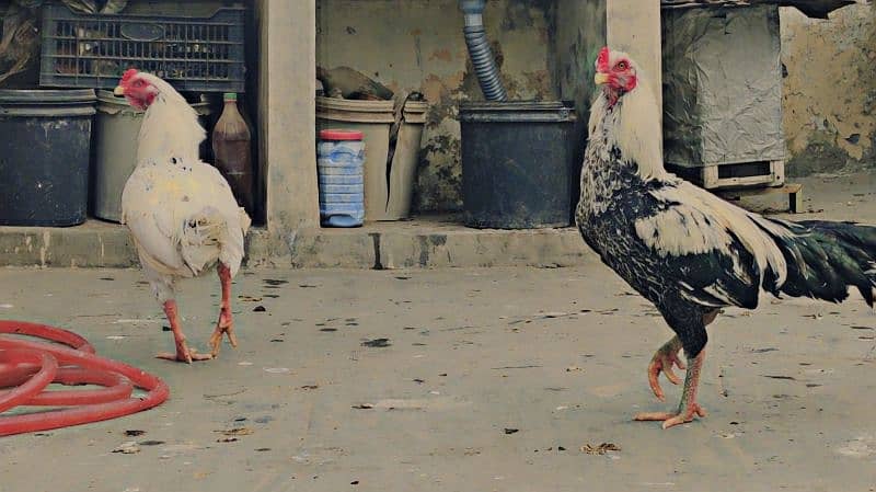 Mianwali Aseel Murga and Hens For Sale 3