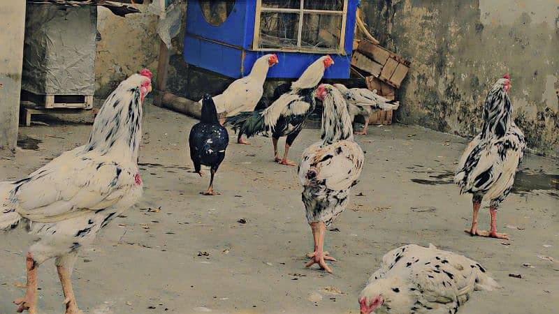 Mianwali Aseel Murga and Hens For Sale 4