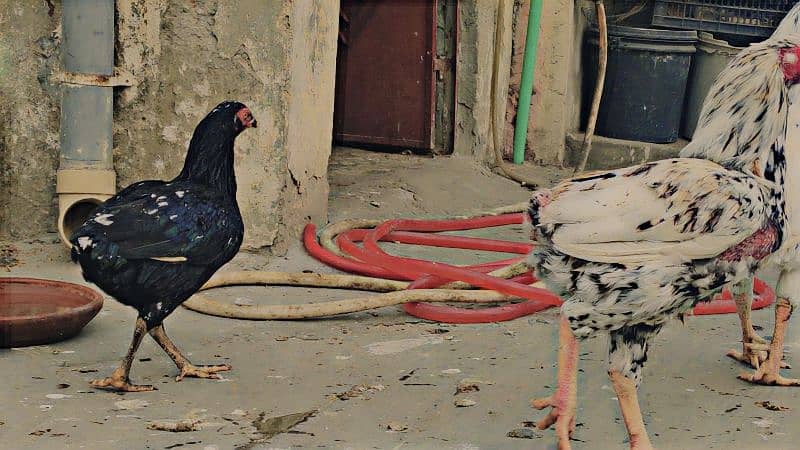 Mianwali Aseel Murga and Hens For Sale 5