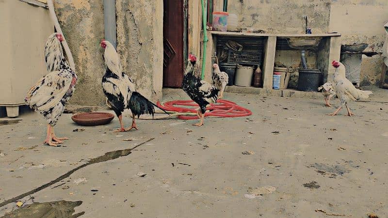 Mianwali Aseel Murga and Hens For Sale 6