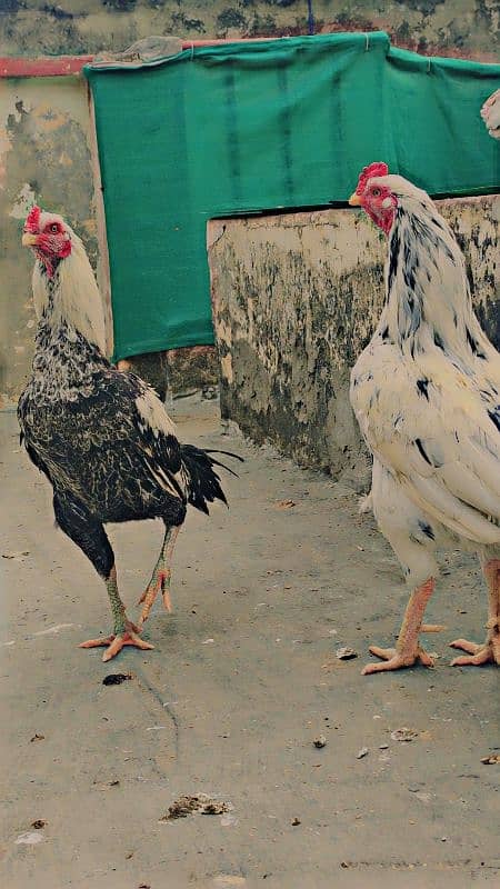 Mianwali Aseel Murga and Hens For Sale 7