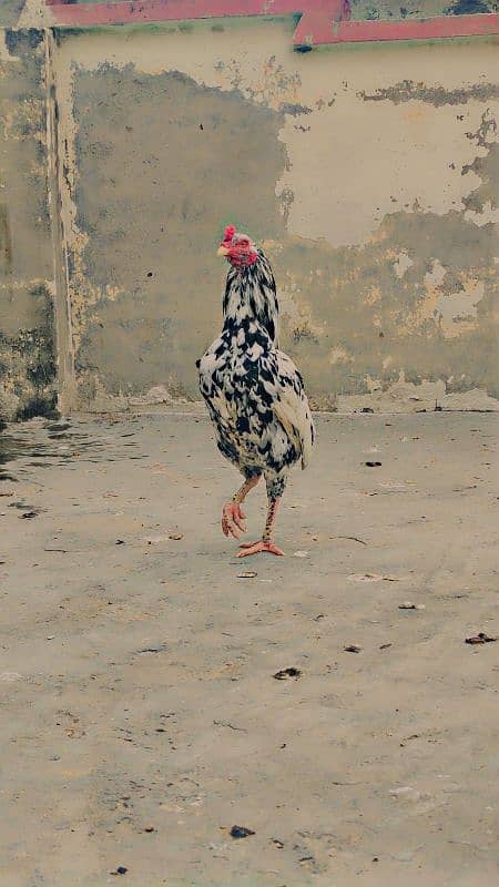 Mianwali Aseel Murga and Hens For Sale 9