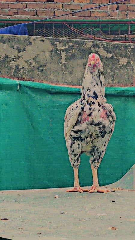 Mianwali Aseel Murga and Hens For Sale 10