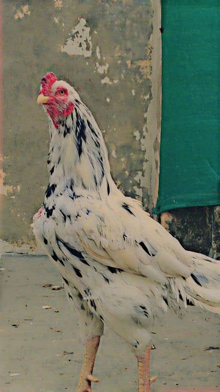 Mianwali Aseel Murga and Hens For Sale 11