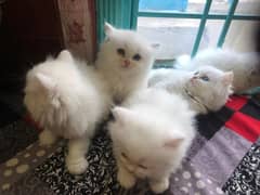 Irani persian triple coat Kittens for sale