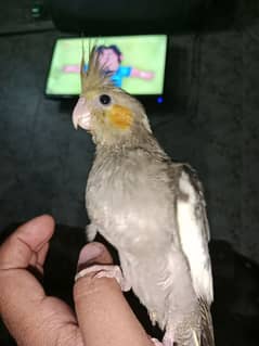 cockatiel