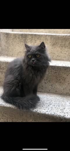 Persian female cat