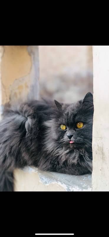 Persian female cat 1