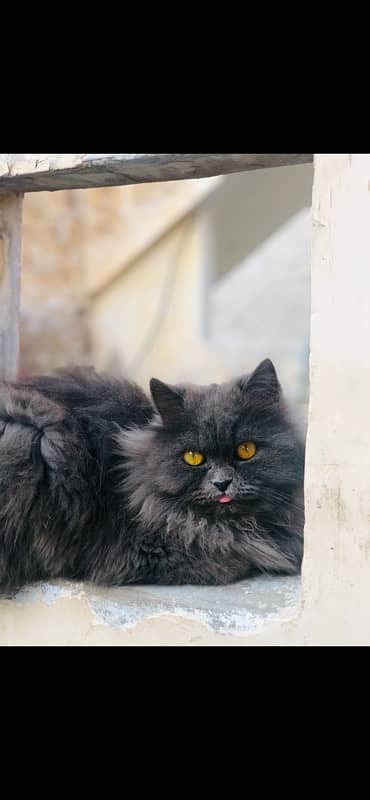 Persian female cat 2