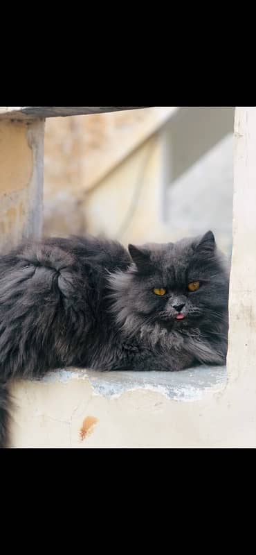 Persian female cat 3