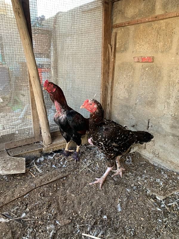 Aseel pair for sale 8