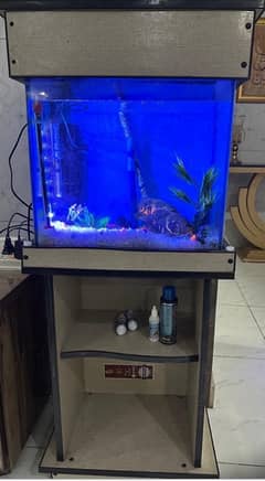 aquarium with Oscar fish pair