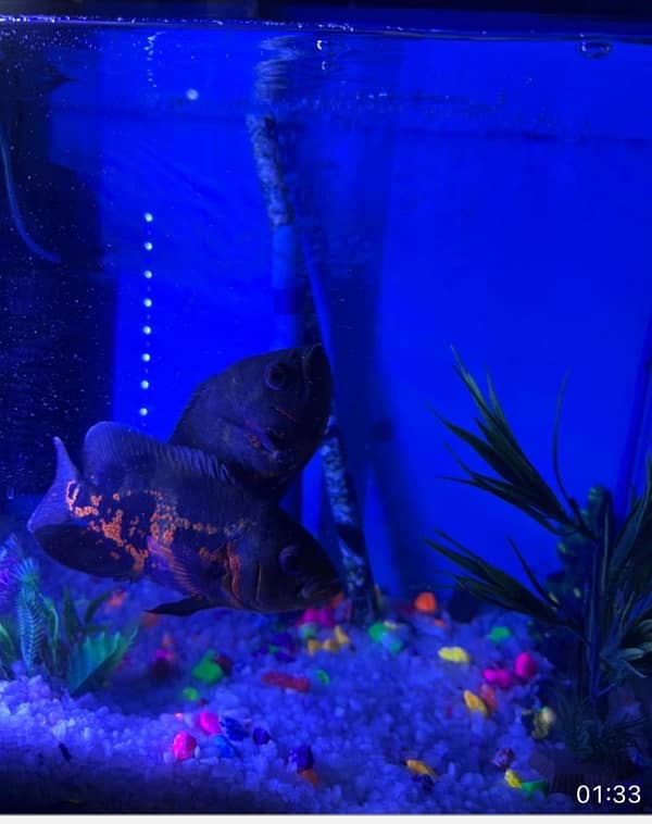 aquarium with Oscar fish pair 1