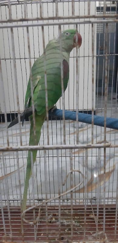 Raw parrot breeding Female 0