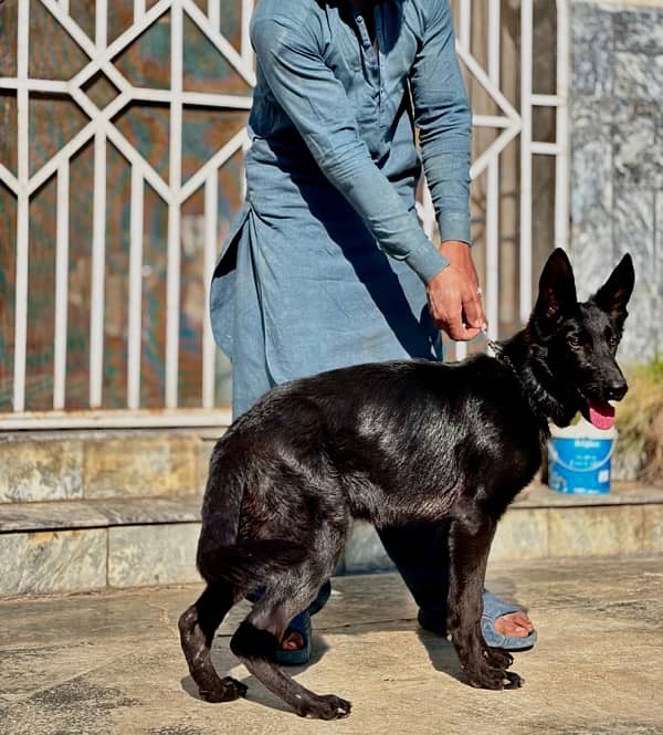 Black German Shepherd for sale home pet. 1