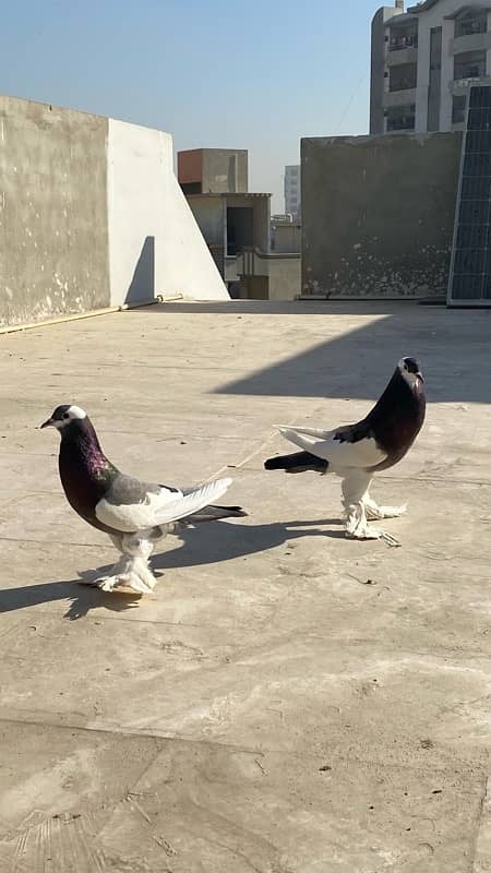 pair kabotar  For sale 2