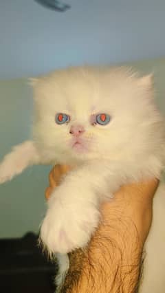 Kitten for sale baby cat