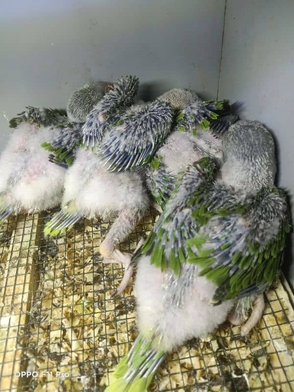 bolny waly parrot raw chiks 0