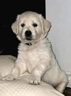 golden retriever pedigree microchipped puppies available here