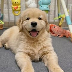 American golden retriever impoterd puppies available here