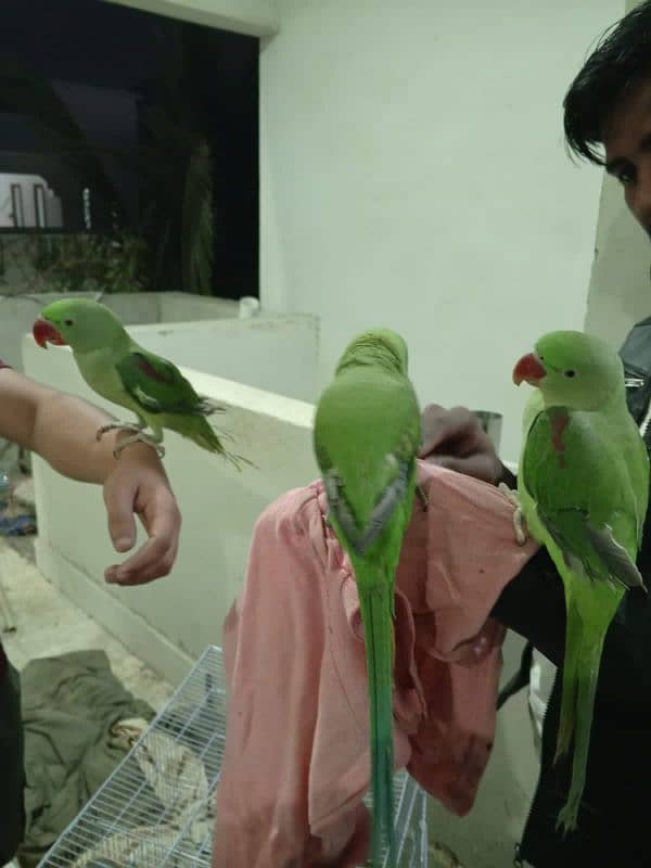 Raw parrots 1