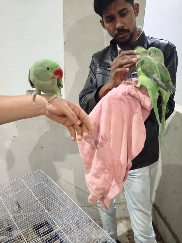 Raw parrots 2