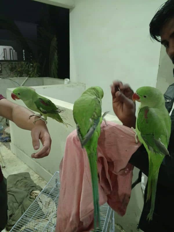 Raw parrots 4