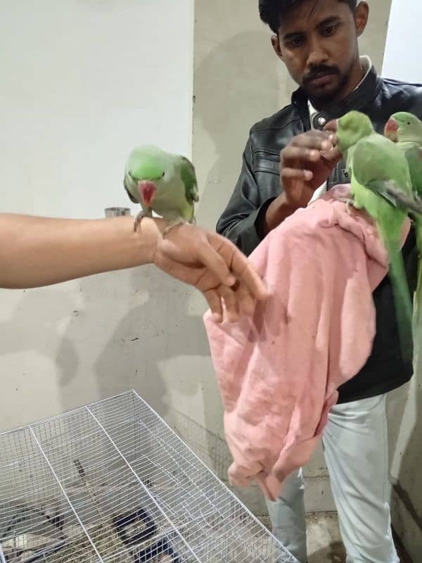 Raw parrots 7