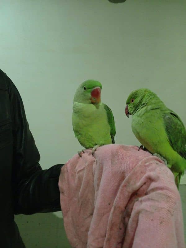 Raw parrots 10