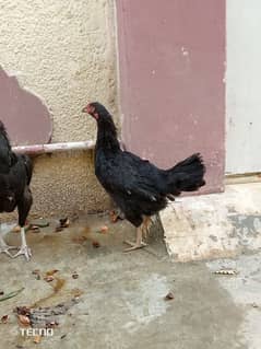 mushka aseel female 1.5 year andey de Rahi h