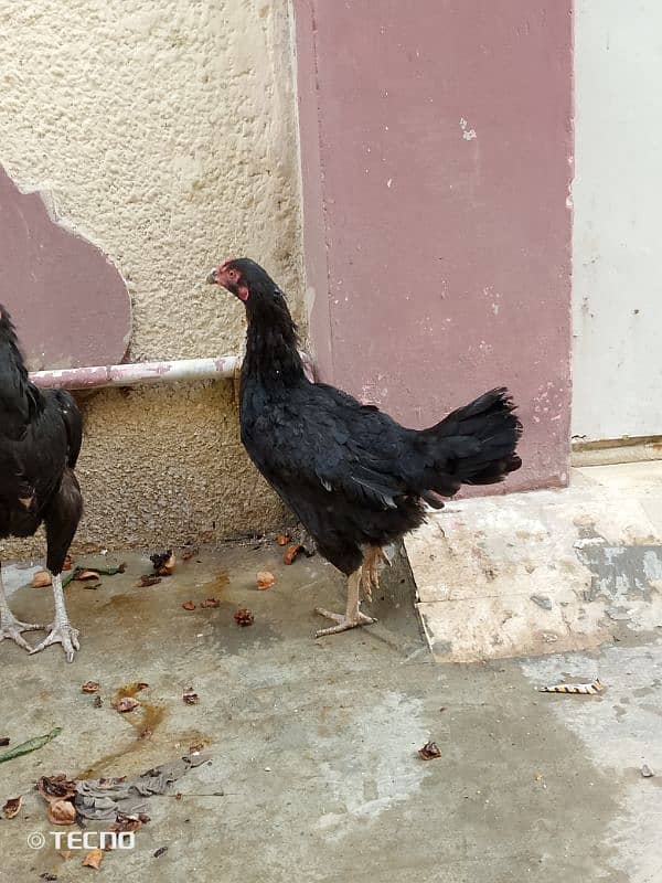 mushka aseel female 1.5 year andey de Rahi h 0