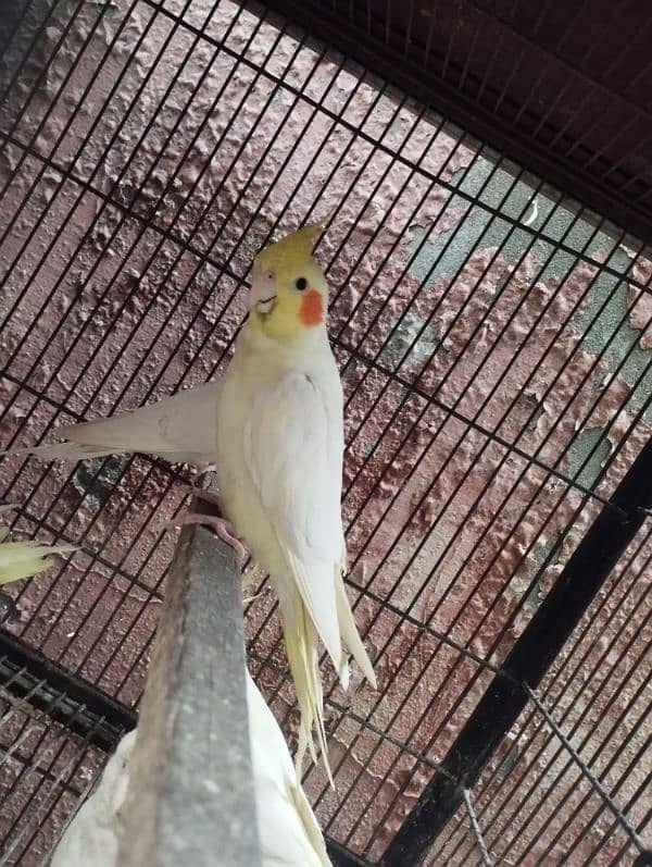 breeder pic cockatiel 0