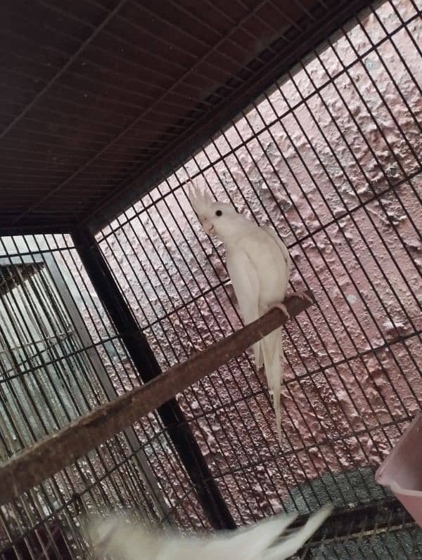 breeder pic cockatiel 2