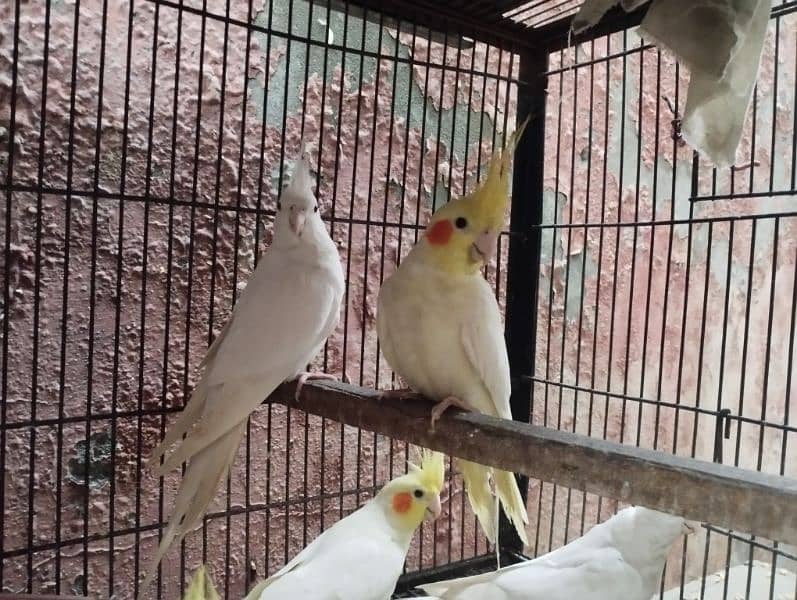 breeder pic cockatiel 3