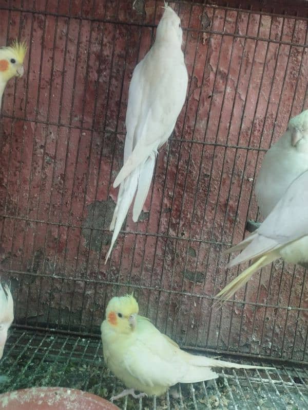 breeder pic cockatiel 5