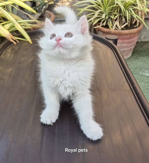 Snow White Persian Queen Kitten 0