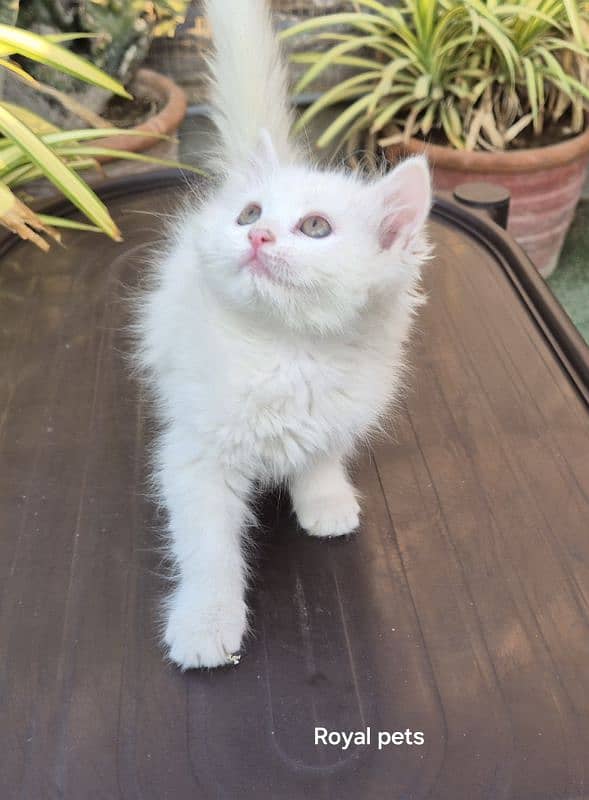 Snow White Persian Queen Kitten 1