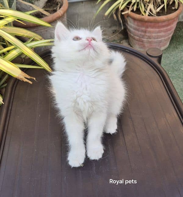 Snow White Persian Queen Kitten 5