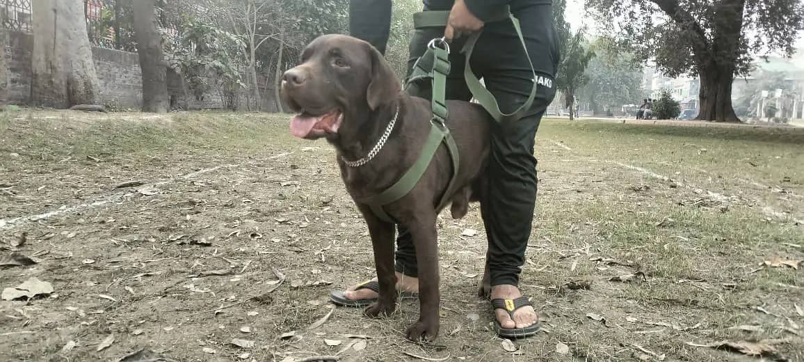 Chocolate Labrador for stud 0