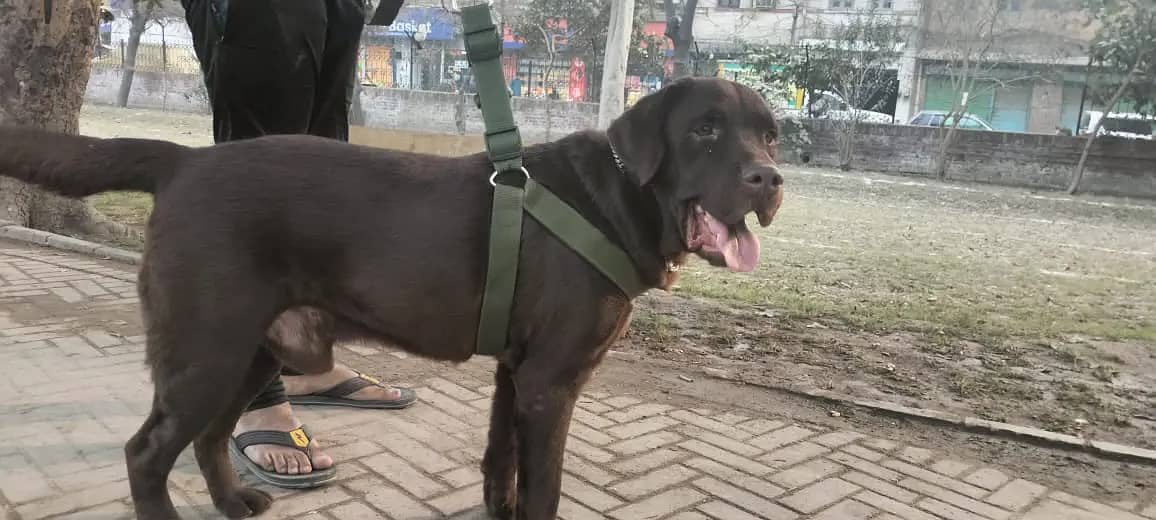 Chocolate Labrador for stud 1