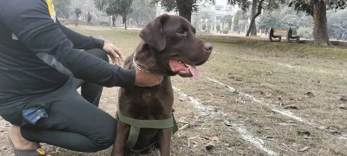 Chocolate Labrador for stud 2