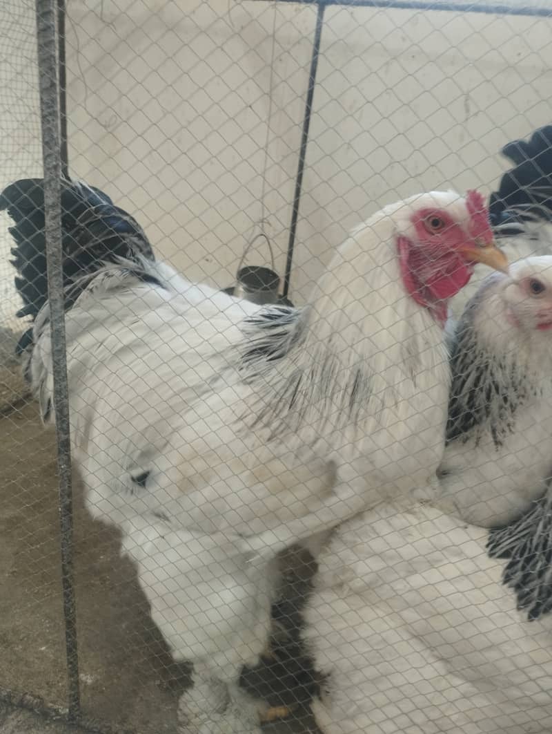 Columbian Brahmas Chicks and fertile eggs for sale 9