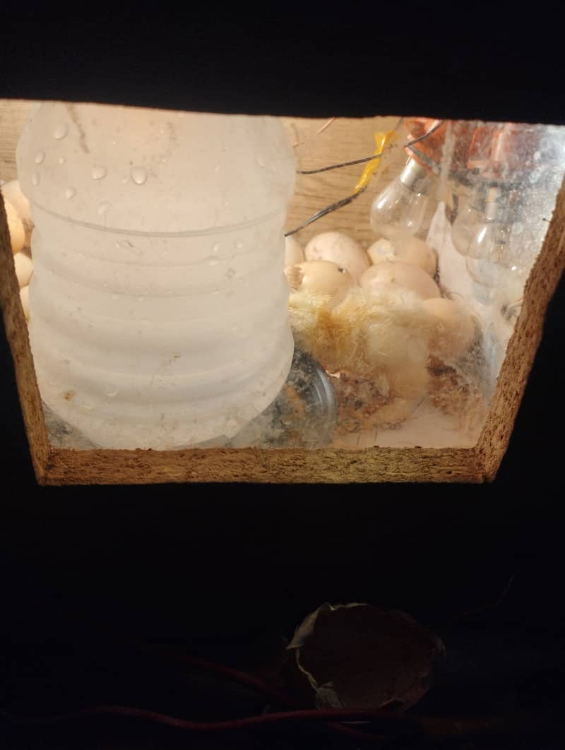 Columbian Brahmas Chicks and fertile eggs for sale 10