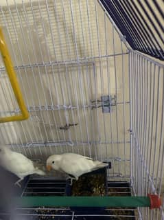 lovebird for sale phette hein pair price 2500