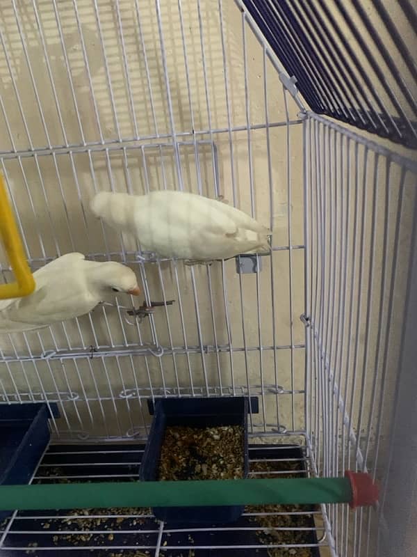 lovebird for sale phette hein pair price 2500 1