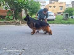 German Shepherd Long Haired Male Puppy