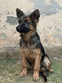 German Shepherd female puppy.